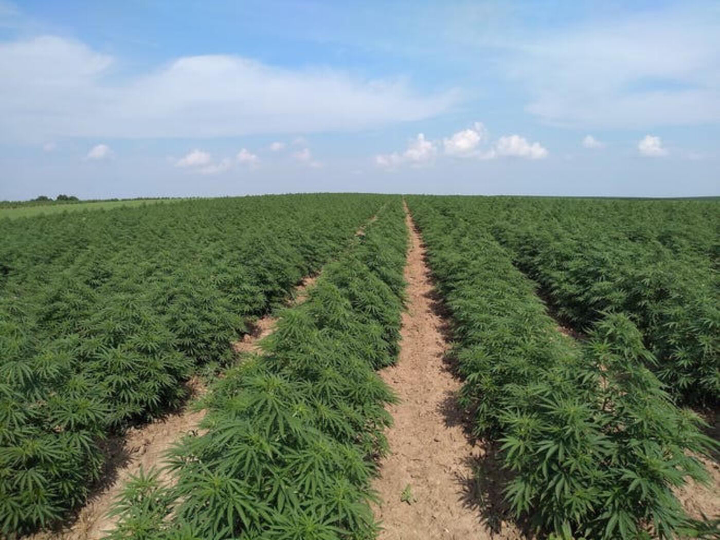 Industrial hemp field